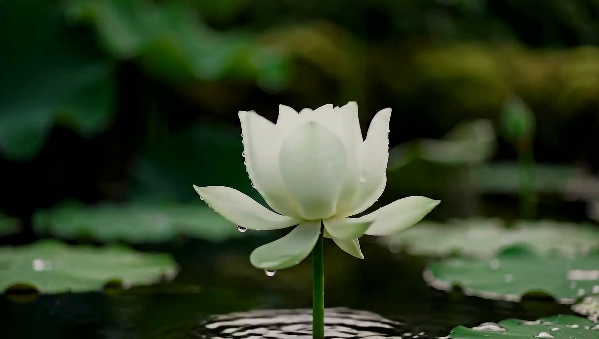 Lotus